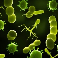 Bacteriophage 2017