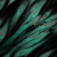 Three-dimensional cell culture: Innovations in tissue scaffolds and biomimetic systems