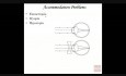 Anatomie und Physiologie des Sehens