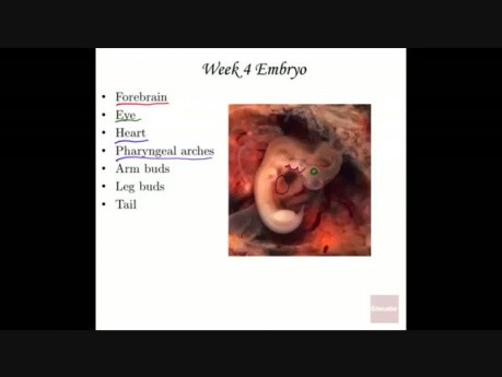 Anatomie und Physiologie fetaler Entwicklung