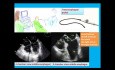 Ein einfaches Quiz zur transösophagealen Echokardiographie und Einführung in Tee Views (Toe)