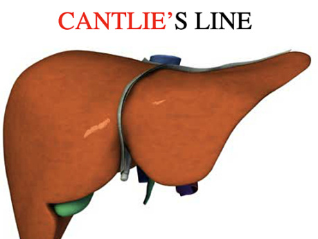 Chirurgische Anatomie der Leber