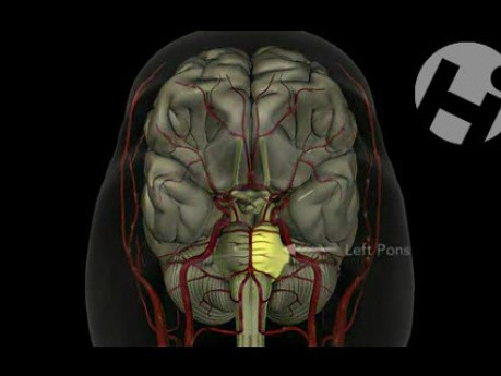 Blutversorgung des Gehirns: Anatomie und Physiologie