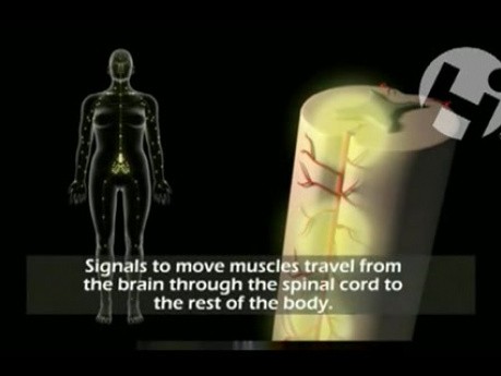 Nervensystem und seine Funktionen