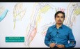 Nervus ulnaris- Dr Bhanu Prakash