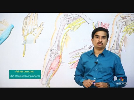 Nervus ulnaris- Dr Bhanu Prakash