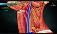 Vena jugularis interna