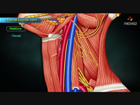 Vena jugularis interna