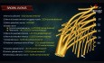 Anatomie des Plexus sacralis