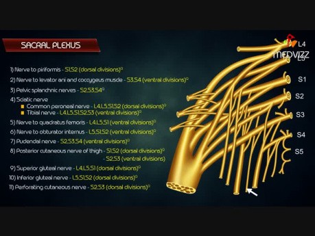 Anatomie des Plexus sacralis