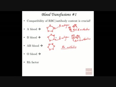 Blut- Anatomie und Physiologie