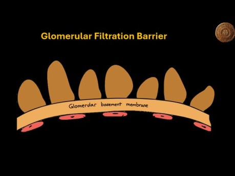 Glomeruläre Filtrationsbarrieren