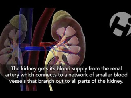 Nieren: Anatomie und Physiologie