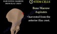 Stammzellen in der Orthopädie - Video-Vorlesung