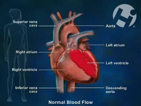 Arterielle Blutversorgung des Gehirns